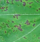 black spot on hydrangea.jpg